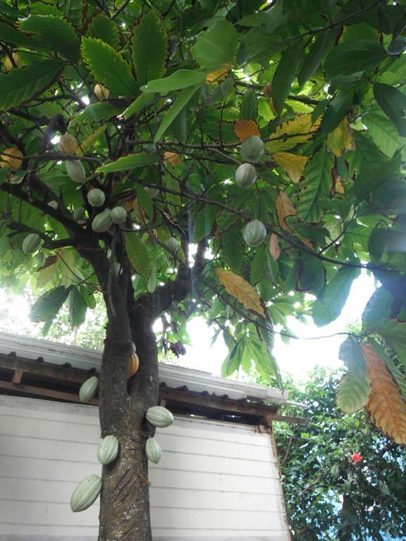 Classique International In Dominica Маріго Номер фото