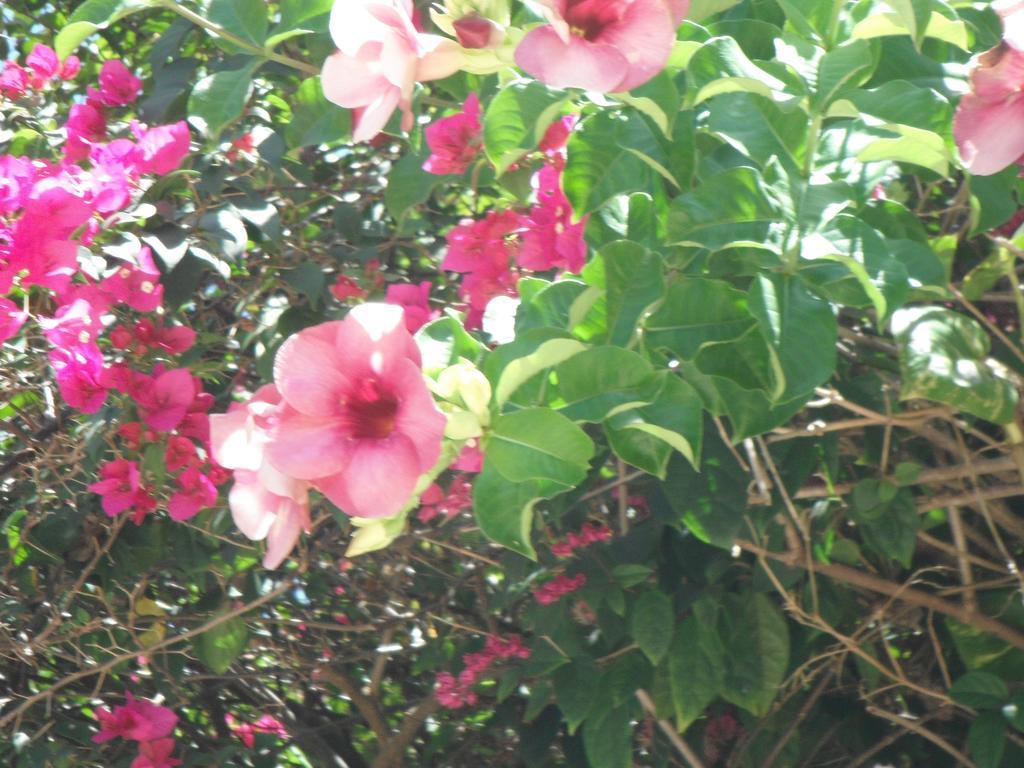 Classique International In Dominica Маріго Номер фото