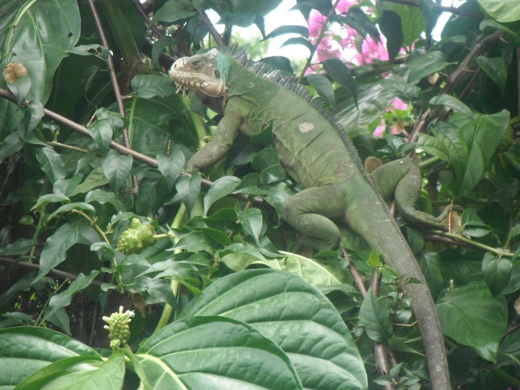 Classique International In Dominica Маріго Номер фото