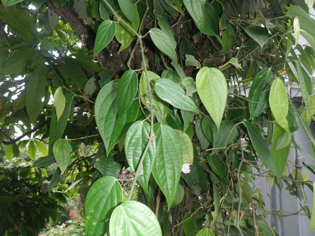 Classique International In Dominica Маріго Номер фото