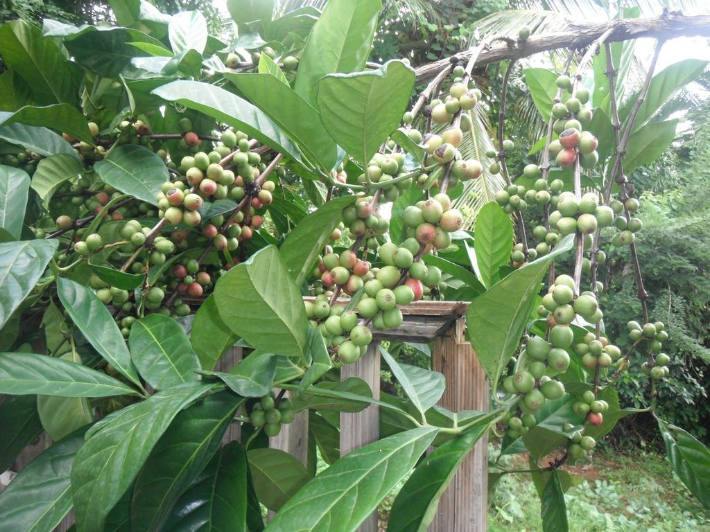 Classique International In Dominica Маріго Номер фото