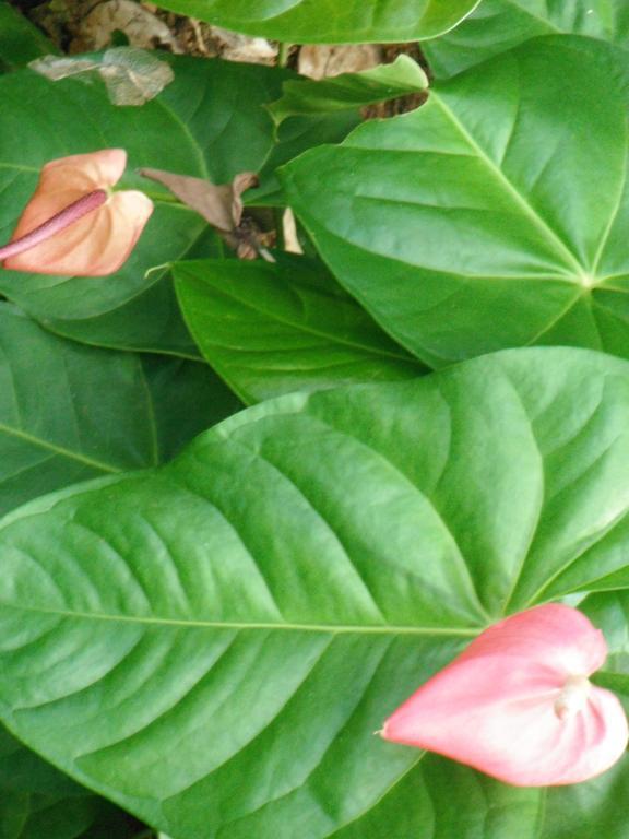 Classique International In Dominica Маріго Екстер'єр фото