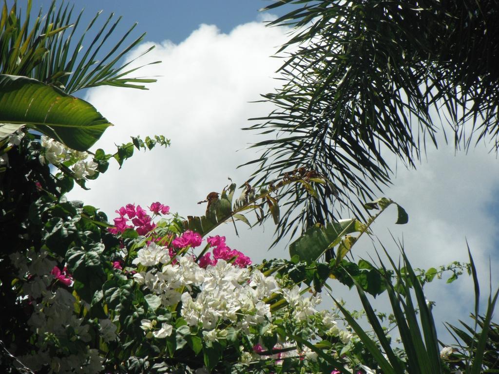 Classique International In Dominica Маріго Номер фото